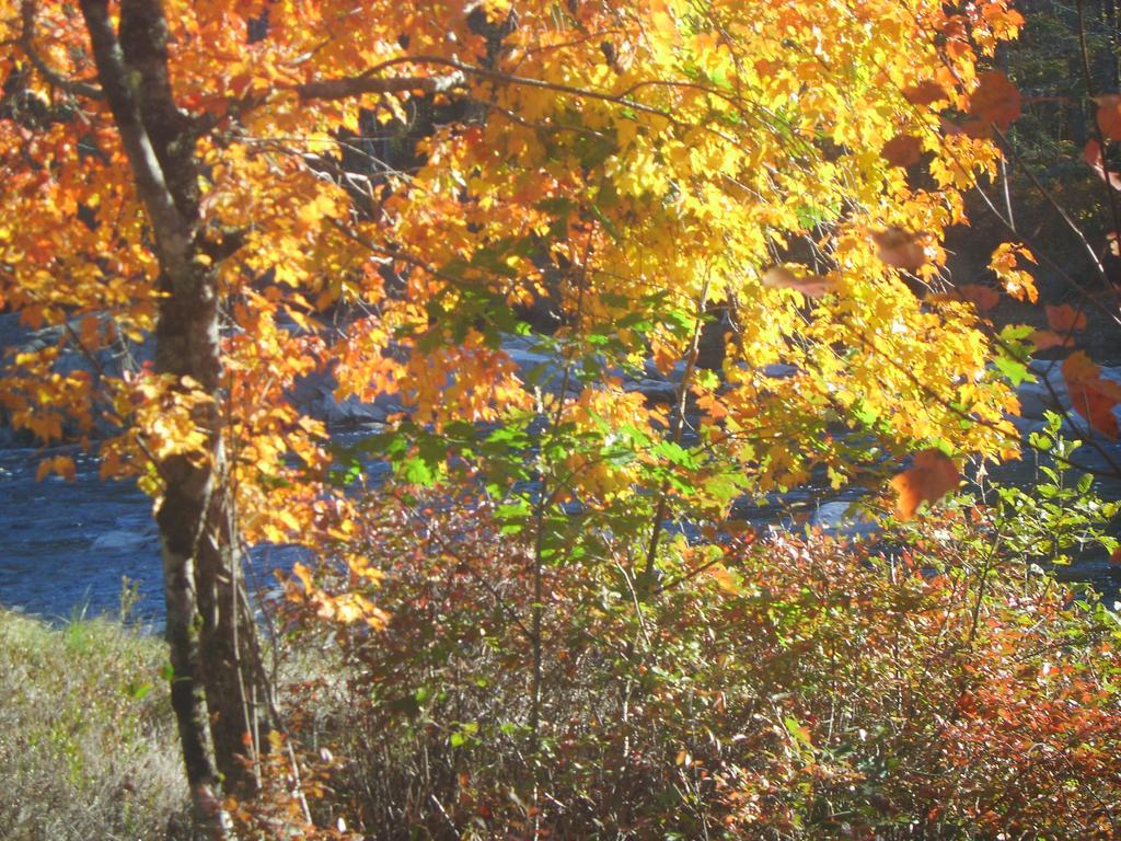 Roseway River Cottages Shelburne Eksteriør billede